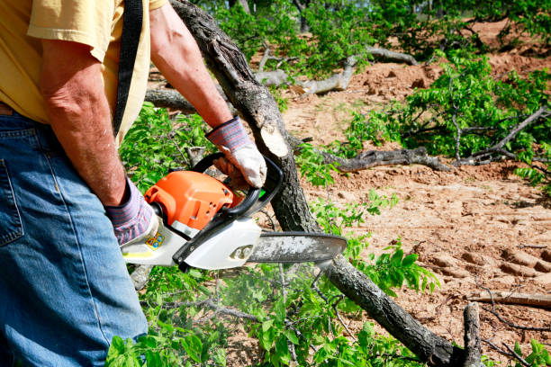 Professional Tree Care Services in Columbus Grove, OH